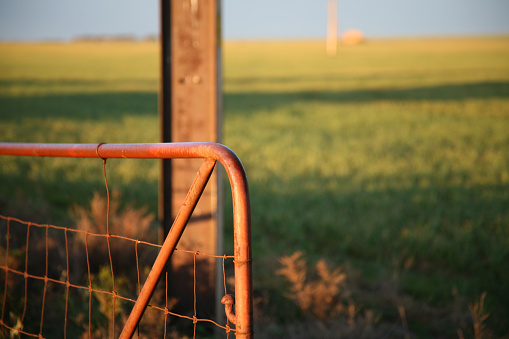 Very early morning rural paddock and gate in South Australia