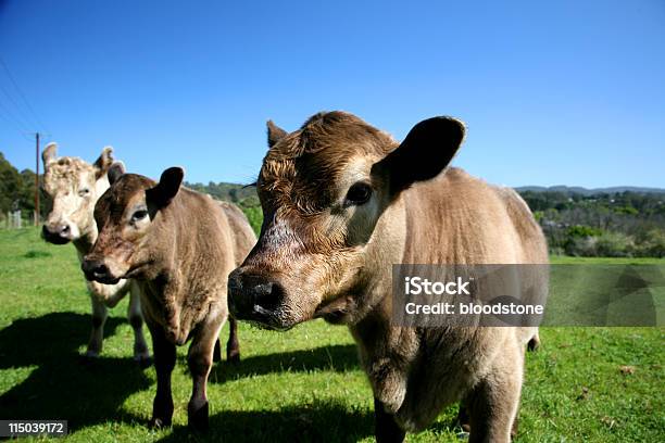 Vaca E Dois Vitelos - Fotografias de stock e mais imagens de Agricultura - Agricultura, Animal, Animal Doméstico