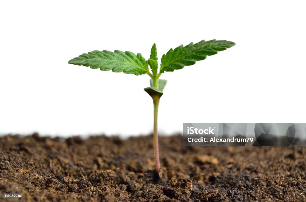 Cannabis sprout isolated on white background. Growing hemp Cannabis sprout isolated on white background. Growing hemp. Cannabis Plant Stock Photo