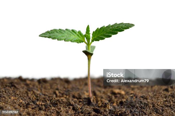 Cannabis Sprout Isolated On White Background Growing Hemp Stock Photo - Download Image Now
