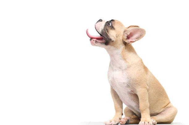 french bulldog hungry isolated on white