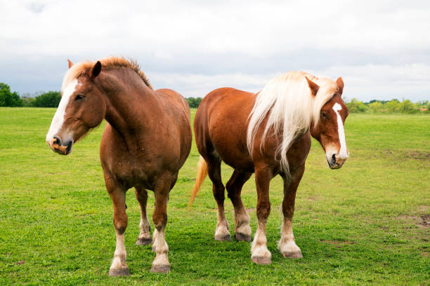Belgian Draft Horses Belgian draft horses near Ennis, Texas mustang wild horse photos stock pictures, royalty-free photos & images