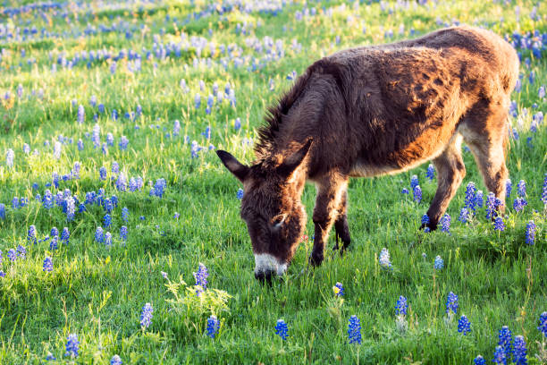 Burro Grazing in a Bluebonnet Filled Meadow stock photo