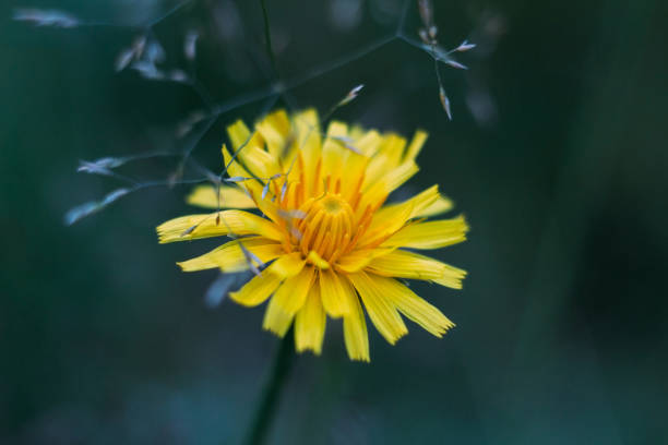 fleur jaune moelleux tombent pissenlit sur fond bleu flou. fermez macro, vue latérale. hawkbit d’automne. - leontodon photos et images de collection