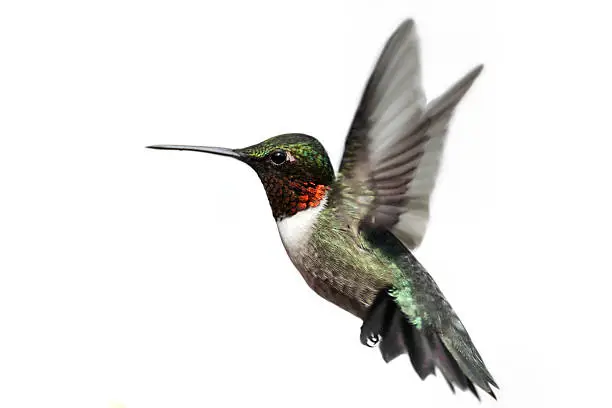 Ruby-throated Hummingbird (archilochus colubris) in flight isolated on a white background