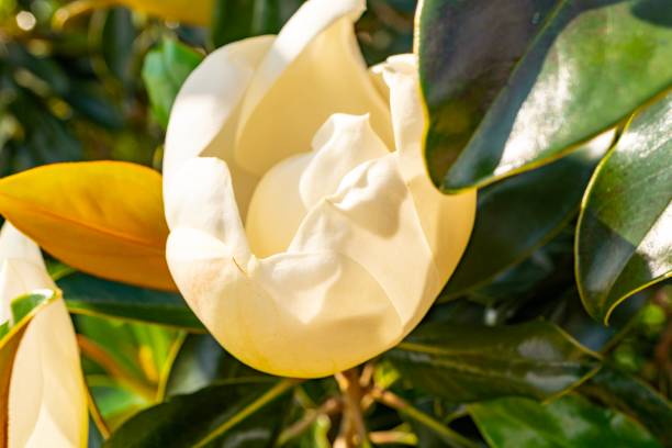 белая маг�нолия в буше - magnolia southern usa white flower стоковые фото и изображения