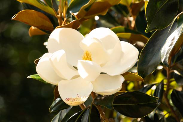 magnolia blanca en bush - magnolia southern usa white flower fotografías e imágenes de stock