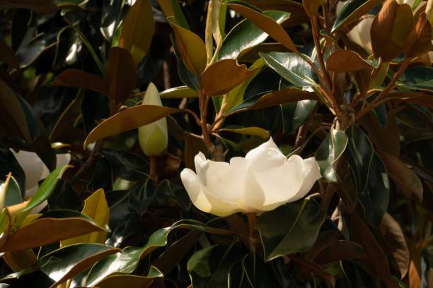 istock White Magnolia in Bush 1150394379