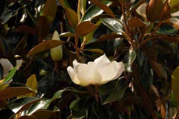 белая магнолия в буше - magnolia southern usa white flower стоковые фото и изображения
