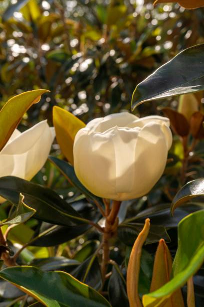 белая магнолия в буше - magnolia southern usa white flower стоковые фото и изображения