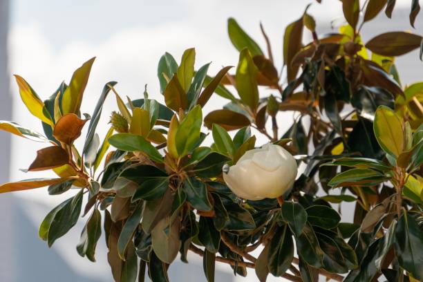 white magnolia in bush - magnolia southern usa white flower imagens e fotografias de stock