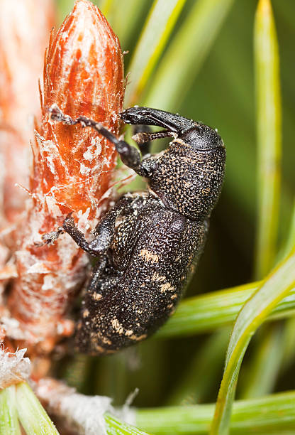 istock Snout beetle (Hylobius abietis) feeding on fir sprout 115039482