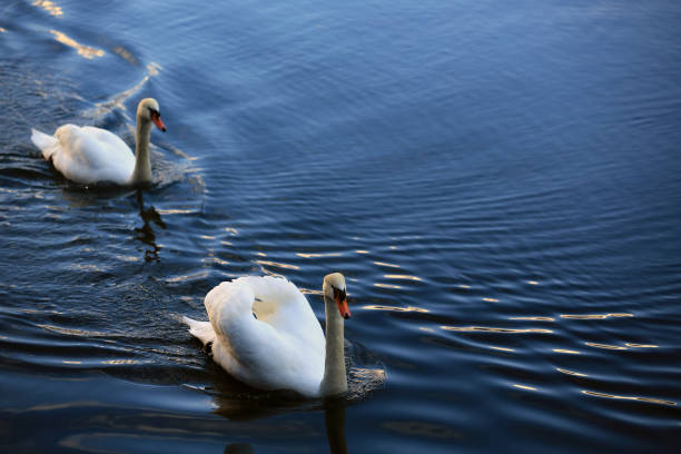 istock white swan on the lake in hallstatt 1150396077
