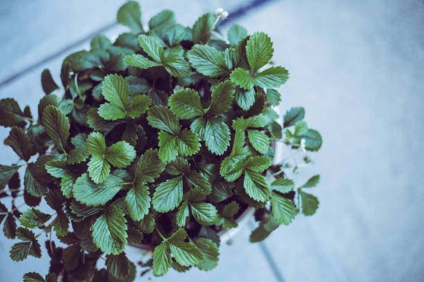 istock House and green flowerpot 1150400313