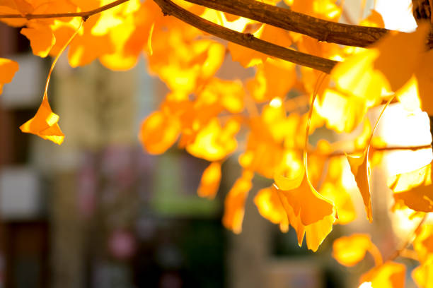 Ginkgo leaves in the morning