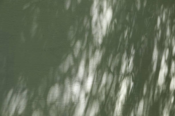 shadow of leaves on the concrete for background