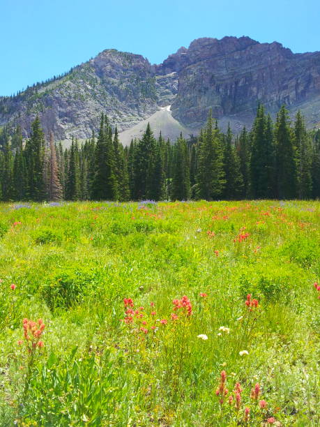 Red wildflowers of Indian Paintbrush bloom at Albion Basin in the Wasatch Mountains, Utah by the end of July