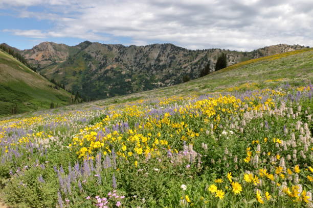 istock Albion Basin Wildflowers 1150407854