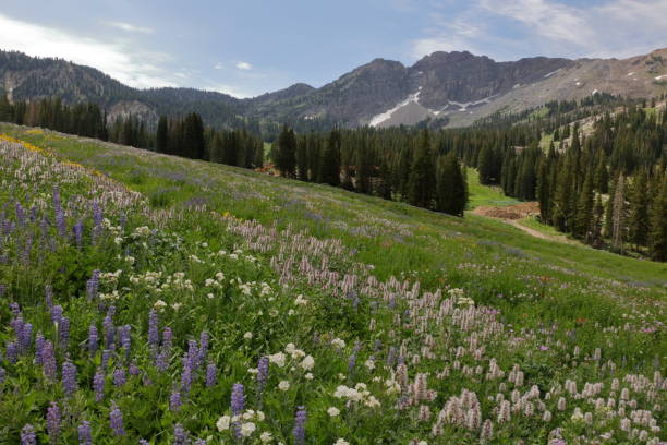 istock Albion Basin Wildflowers 1150408419