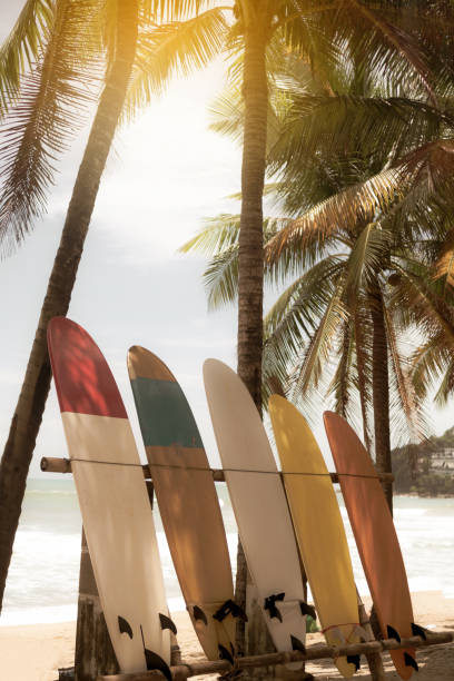 istock Many surfboards beside coconut trees at summer beach with sun light and blue sky background. 1150408700