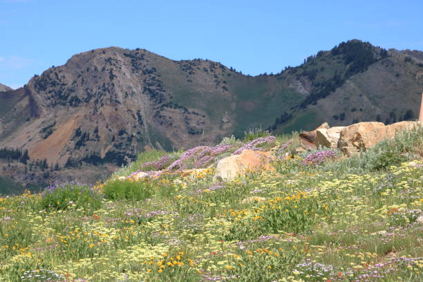 istock Albion Basin Wildflowers 1150408722