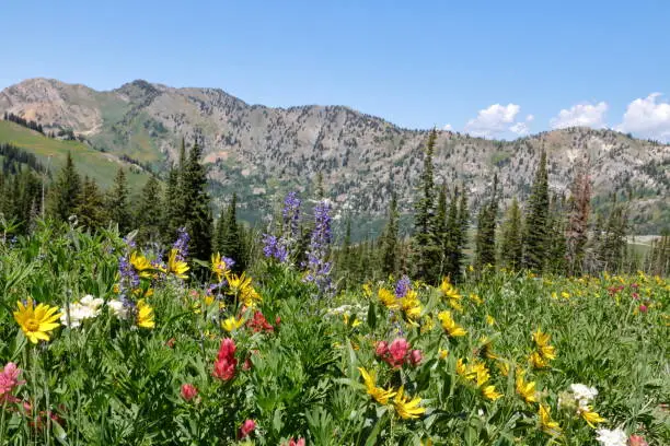 Sunflowers, lupines, paintbrush and other flowers bloom at Albion Basin, high in the Wasatch Mountains near Salt Lake City, Utah