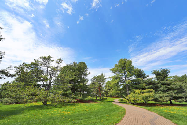 Treelined footpath in a public park at springtime
