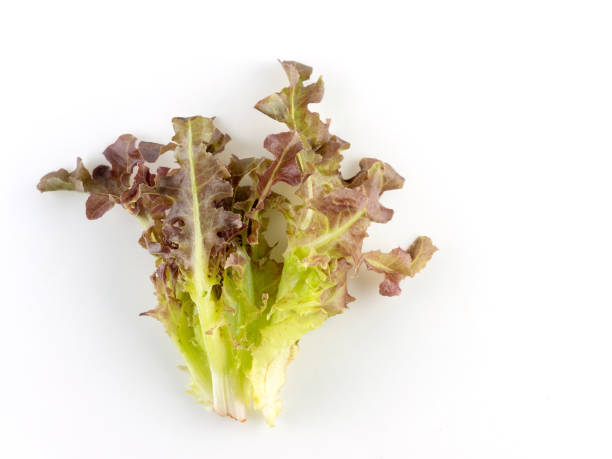 istock fresh red coral salad or red lettuce isolated on the white background 1150411913