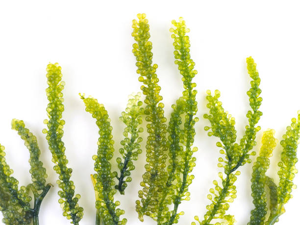 조류 포도 단 화이트 백 그에 건강 한 음식. - algae seaweed underwater plant 뉴스 사진 이미지