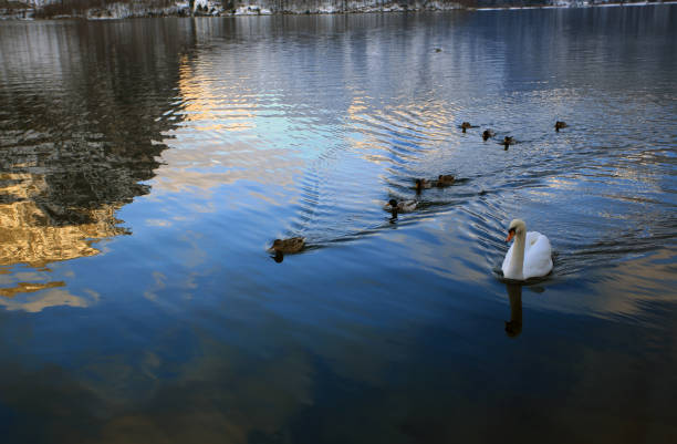 white swan on the lake in hallstatt