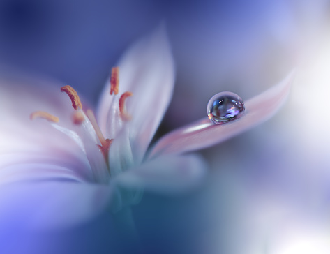 Beautiful Nature Background.Macro Shot of Amazing Spring Flowers.Art Design.Close up Photography.Conceptual Abstract Photo.Fantasy Floral Art.Creative Artistic Wallpaper.Blue Color.White Daisy.Colorful,colors,plant.Water drop.Romantic,love.