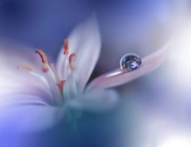 Photo of Beautiful Nature Background.Macro Shot of Amazing Spring Flowers.Art Design.Close up Photography.Conceptual Abstract Photo.Fantasy Floral Art.Creative Artistic Wallpaper.Blue Color.White Daisy.Colorful,colors,plant.Water drop.Romantic,love.