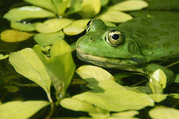 Camouflage stock photo