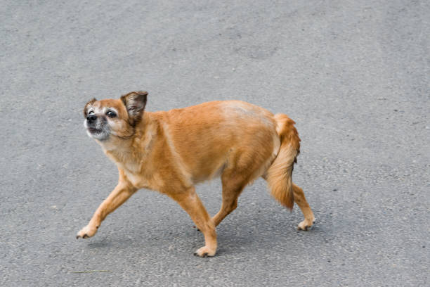 istock A small red dog runs on the pavement and shyly presses the tail, 1150414309