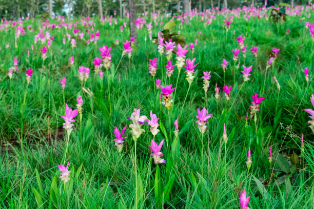 istock Beautiful Siam Tulip 1150414970