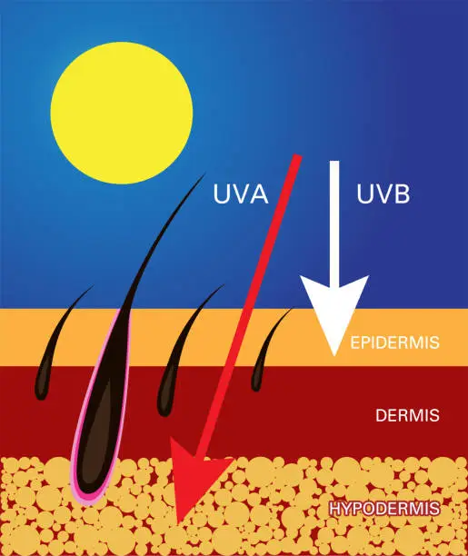 Vector illustration of Skin compare , Protect both UVA and UVB