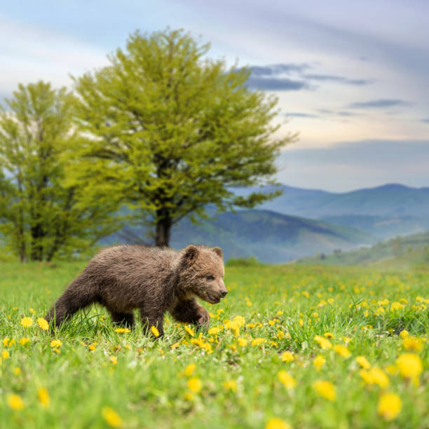 istock Brown bear cub playing on the summer field 1150417811