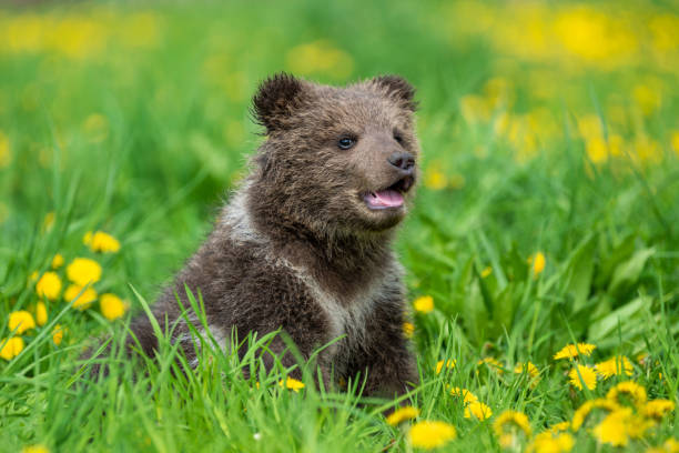 istock Brown bear cub playing on the summer field 1150417826
