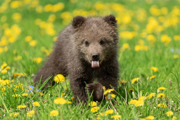 istock Brown bear cub playing on the summer field 1150417844