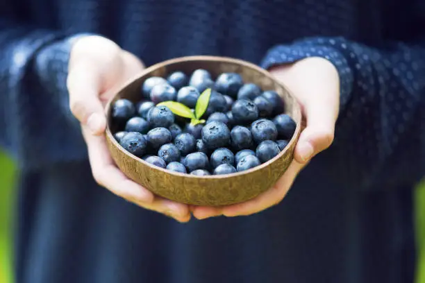 Young girl’s hands holding a bowl with fresh ripe blueberries. Harvest of summer berries. Vegan lifestyle and healthy eating concept. Soft selective focus.
