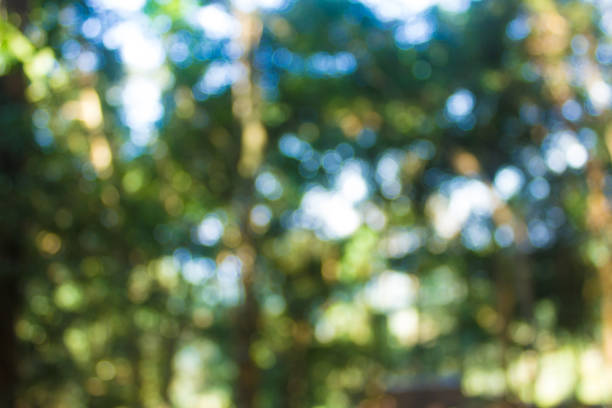 istock Abstract bokeh blur green tree in forest background. 1150418249