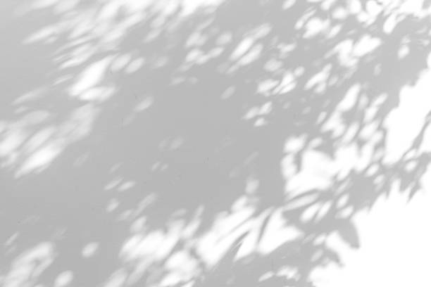 istock Shadow blur of the leaves on white wall abstract background. 1150418259