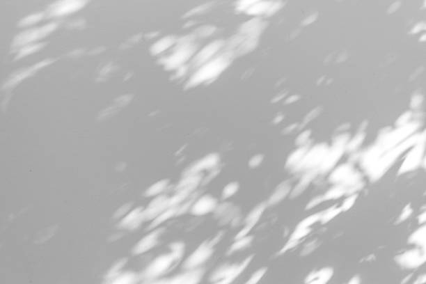 istock Shadow blur of the leaves on white wall abstract background. 1150418260