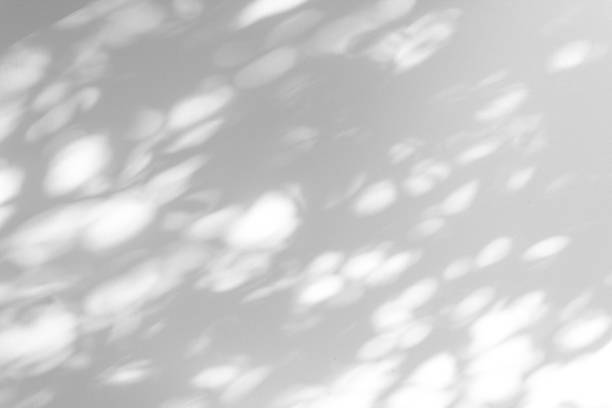 istock Shadow blur of the leaves on white wall abstract background. 1150418768