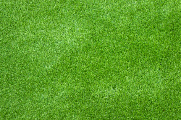 textura de césped verde para el fondo. - on top of grass scenics field fotografías e imágenes de stock