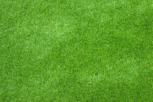 Green grass texture for background.