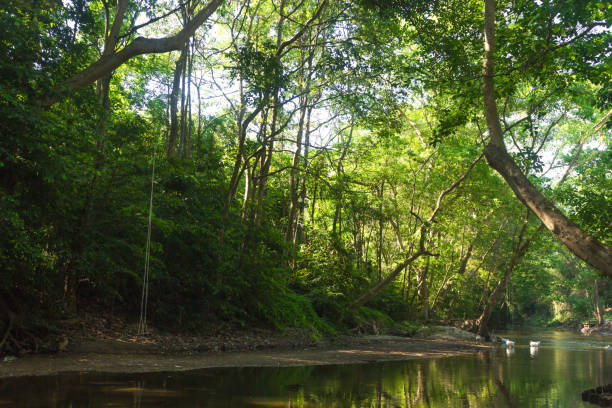 istock River in forest and sunlight through leaves ratchaburi thailand. 1150418770