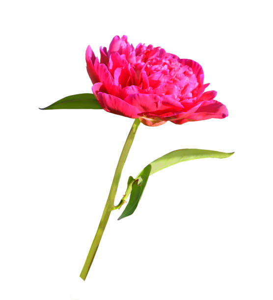 istock Blooming peony flower dark pink color on the stem, white background isolate 1150420120