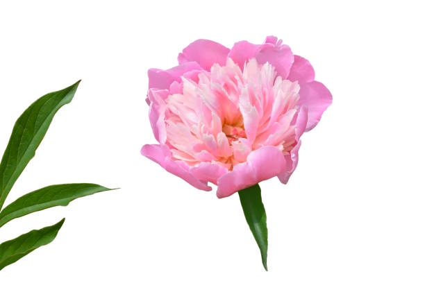 istock Large pink peony, a flower on a white background, green leaves, isolate. 1150420122