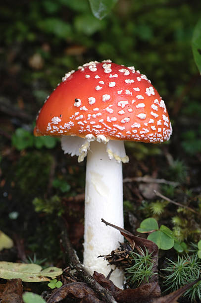 tipo seta - vertical meadow mushroom vegetable fotografías e imágenes de stock